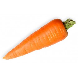 Carrot