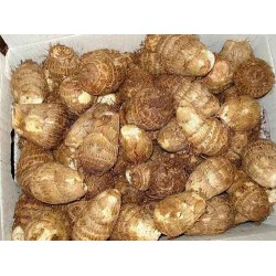 Colocasia root  Arbi