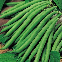 French Beans