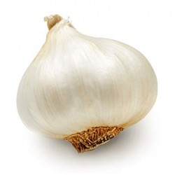Garlic Lahsun