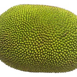 Jackfruit Kathal