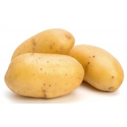 Potato