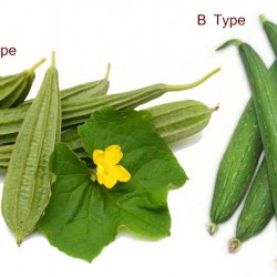 Ridge Gourd Turai