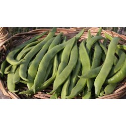 Runner Beans Seam